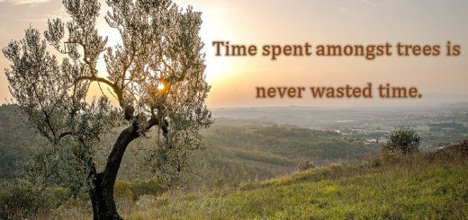 Time spent amongst trees is never wasted time